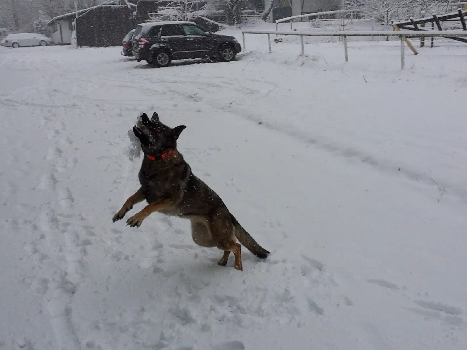 Lotte springt beim Wintercamping auf einem verschneiten Bauernhof im Berchtesgadener Land durch den Schnee.