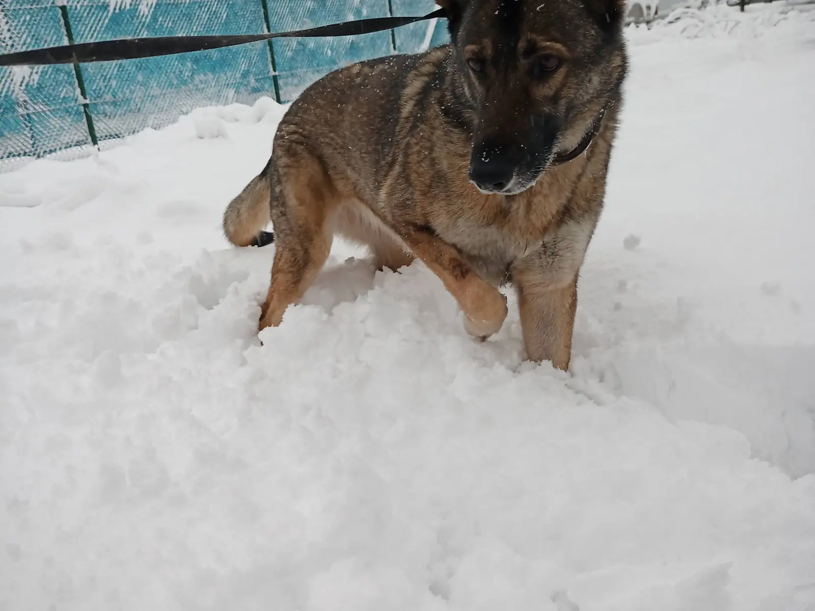 Lotte beim Wintercamping zwischen Wohnwagen im Berchtesgadener Land – Originalfoto