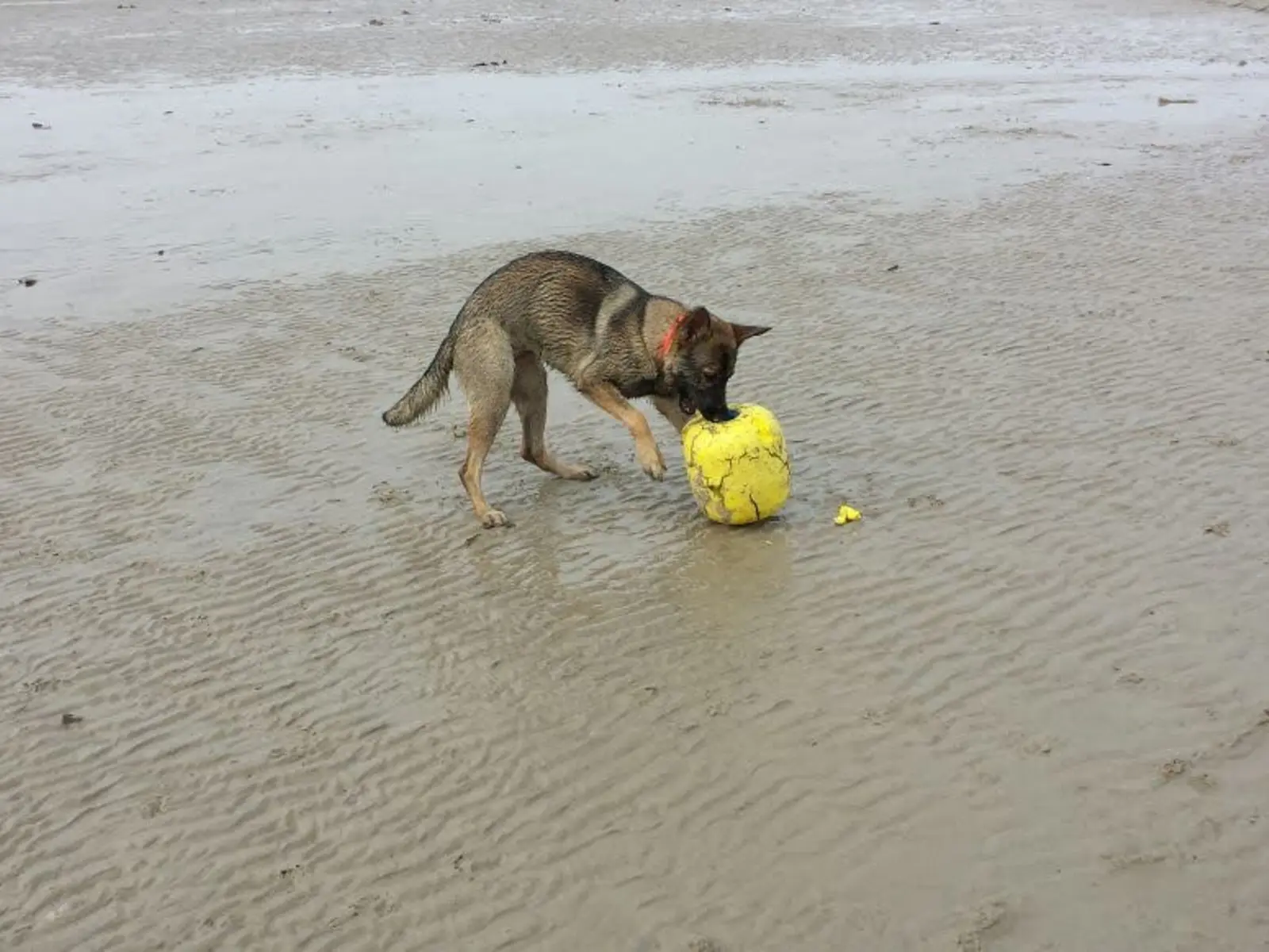 Lotte spielt im Watt am Hundestrand von Norddeich mit einer großen gelben Boje.