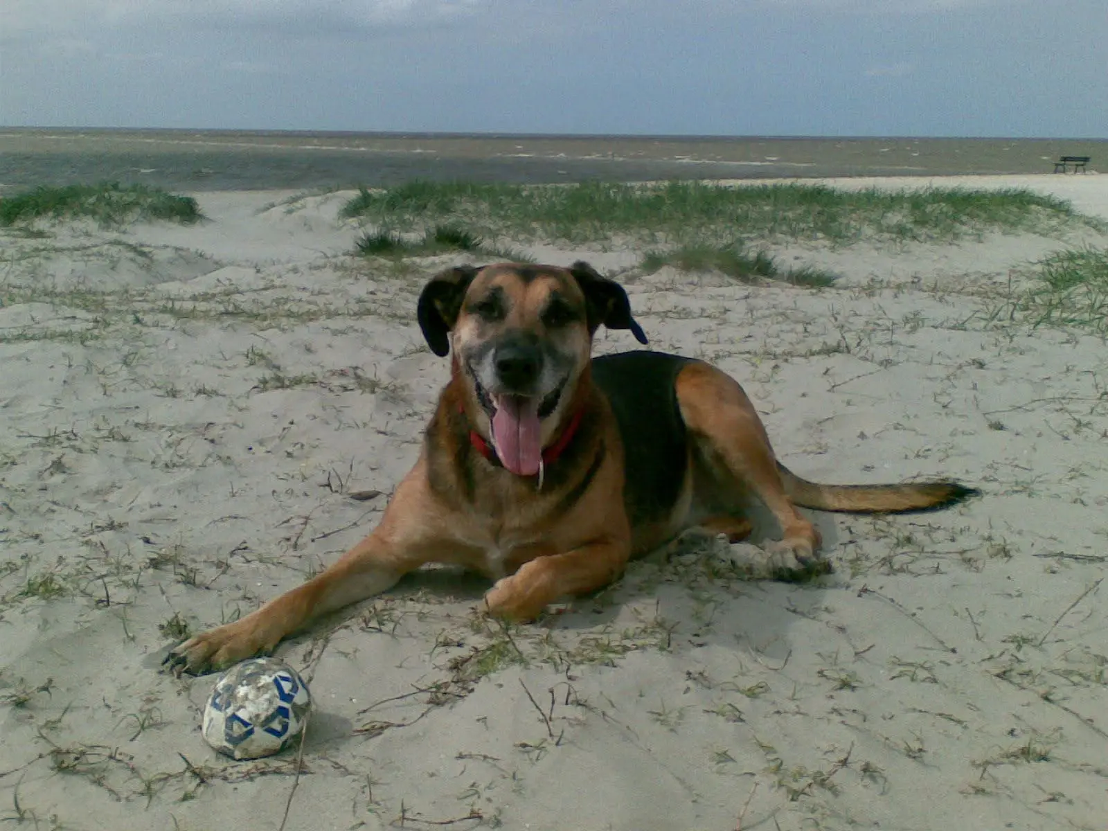 Saphira am Hundestrand von Norden-Norddeich – Originalfoto von Fellnasen Camping