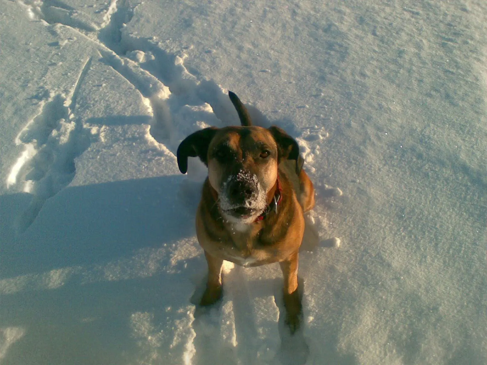 Saphira beim Schneewandern in Winterberg – Originalfoto von Fellnasen Camping